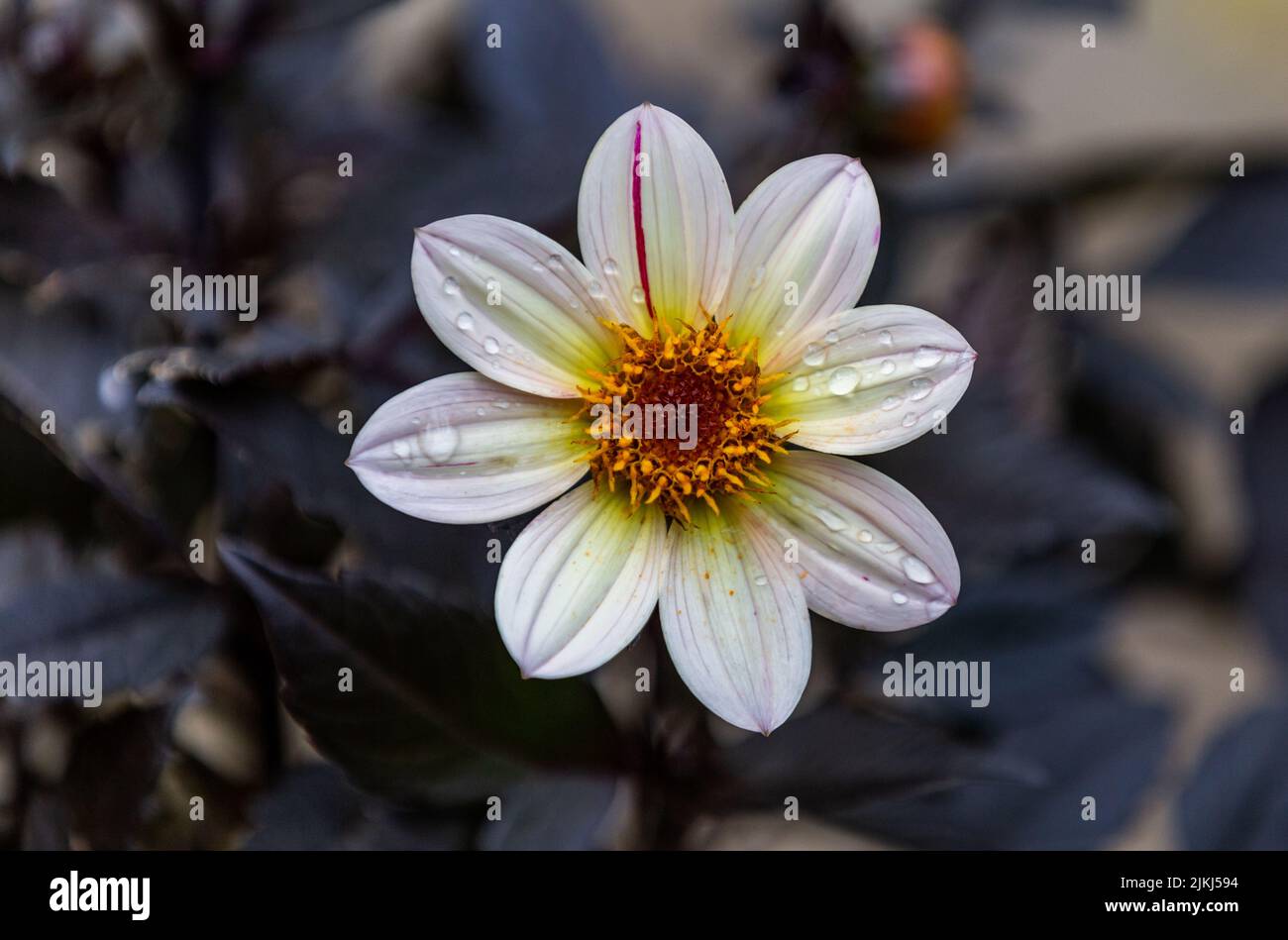 Dahlia 'Happy Days' cream flower. Stock Photo