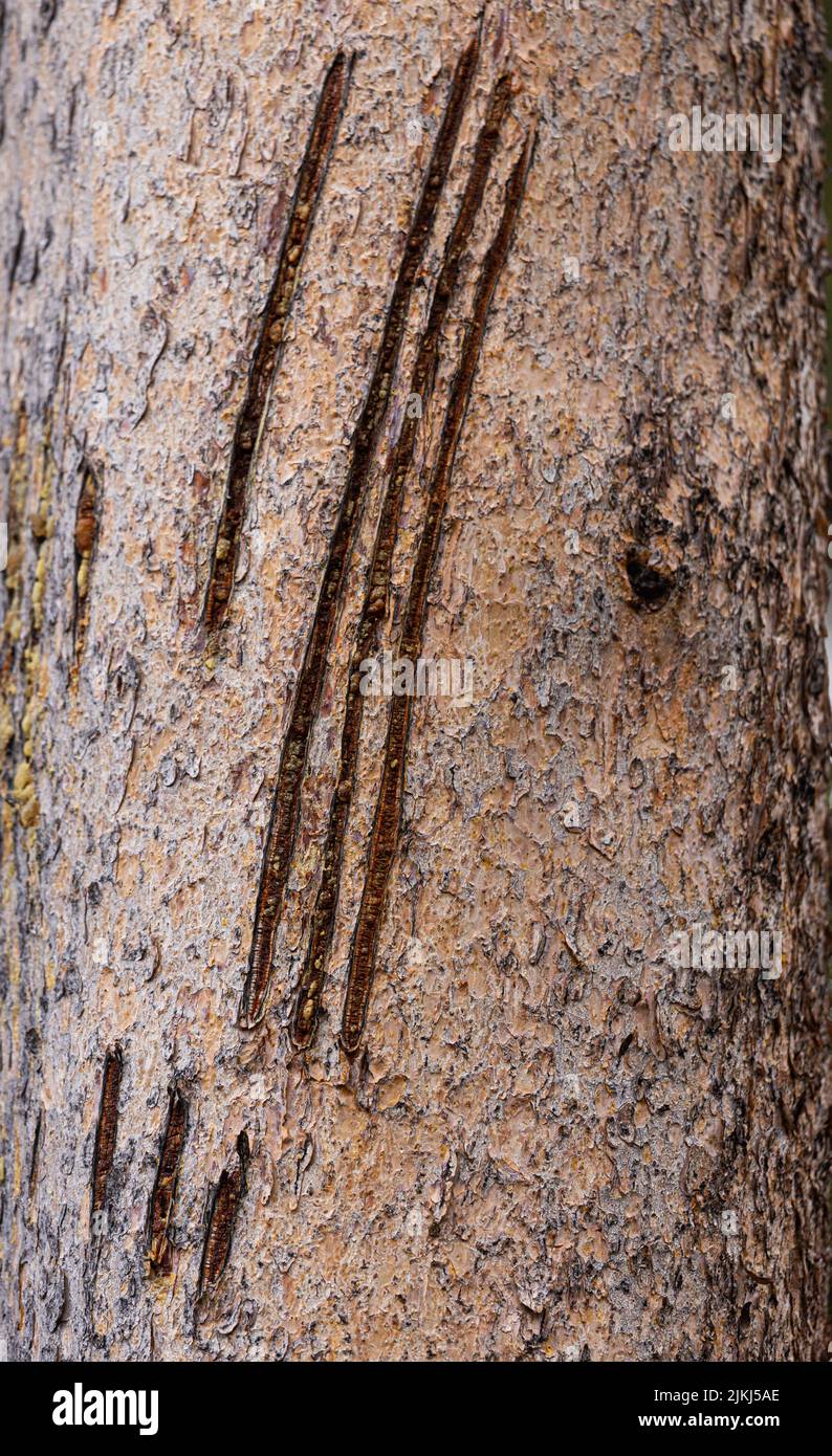 Bear claw marks on tree hires stock photography and images Alamy
