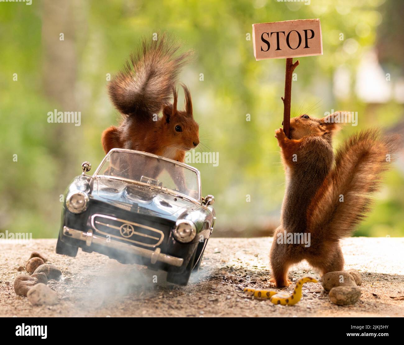 Red Squirrel is driving in a black car, another with stop sign Stock Photo