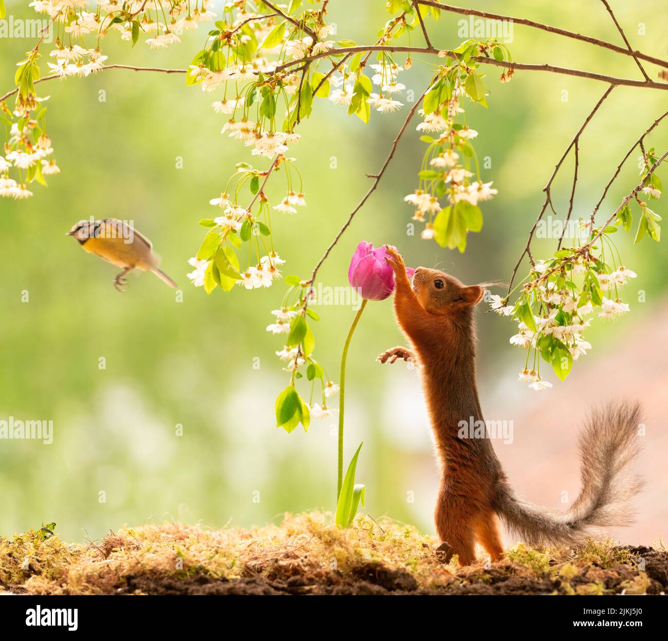 Red Squirrel, Sciurus vulgaris and great tit with flower Stock Photo