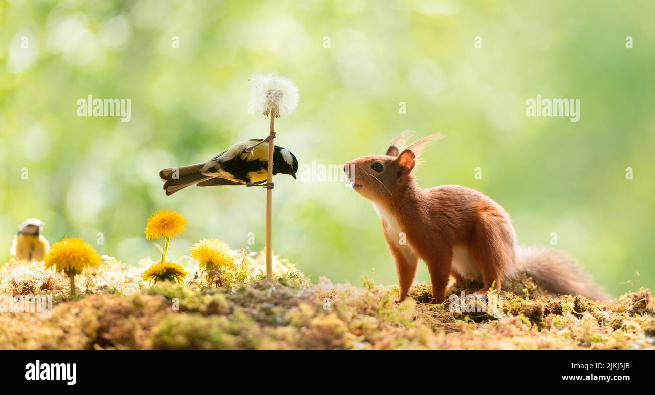 Red Squirrel looking at an dandelion with great tit Stock Photo