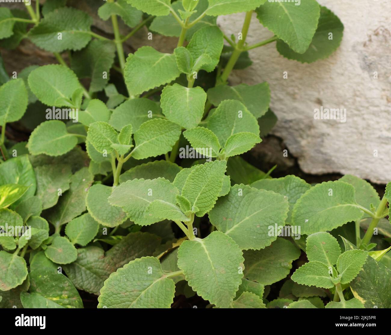 A close-up shot of Plectranthus fragrant leaves growing in the garden. Stock Photo