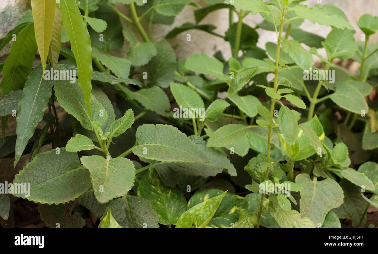 Karpooravalli plant hires stock photography and images Alamy