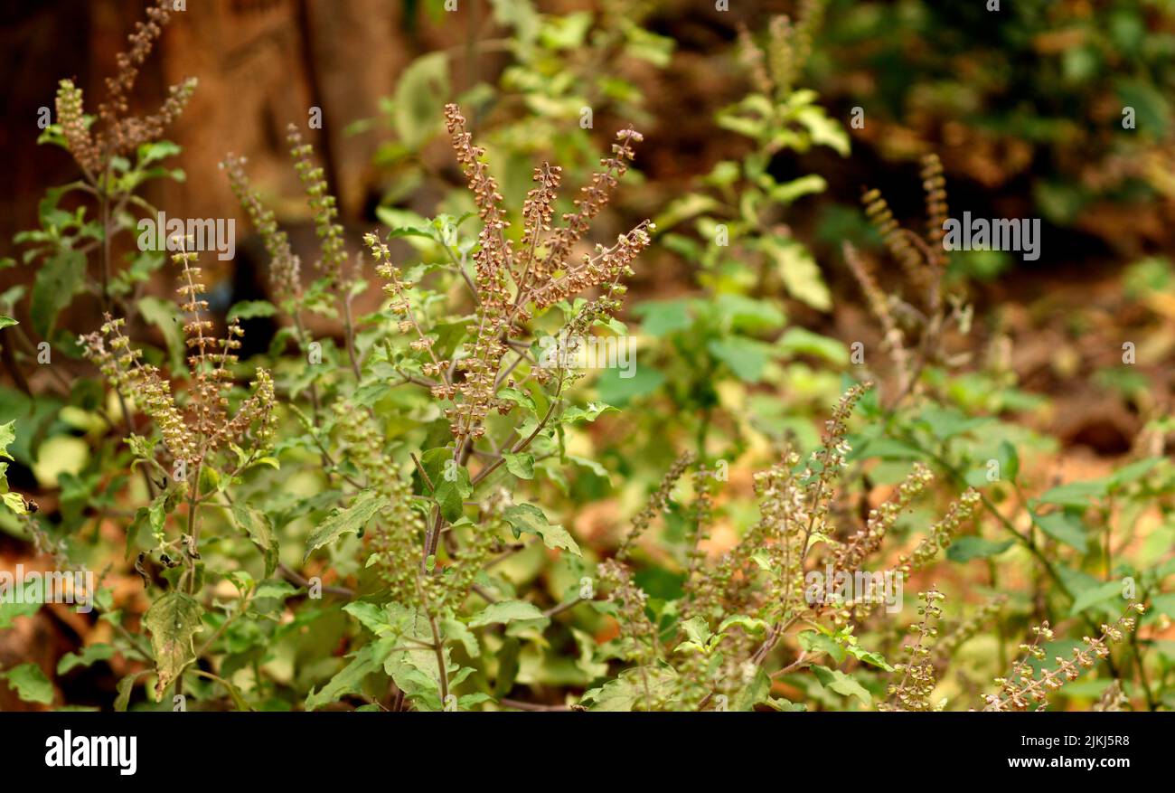 The green Holy Basil plants Stock Photo Alamy