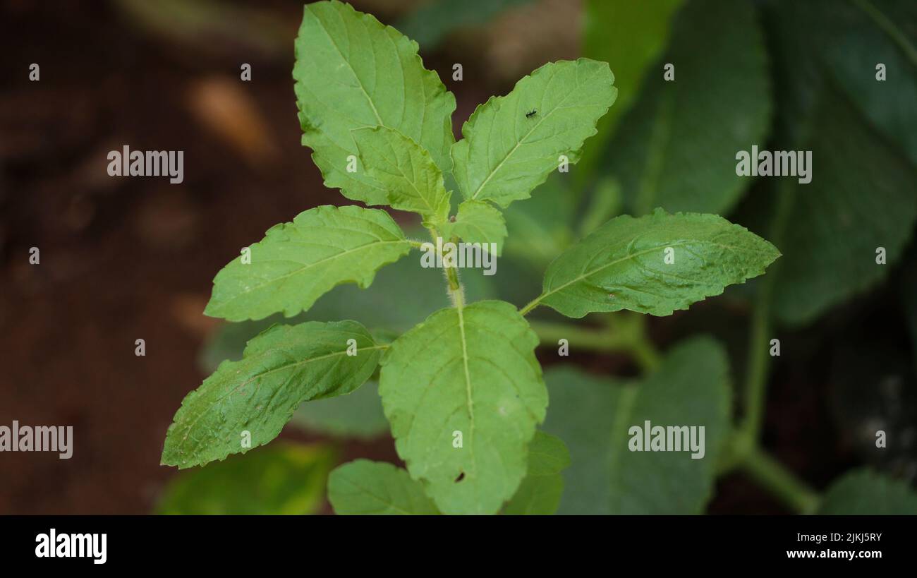 A closeup shot of the Holy basil (Ocimum tenuiflorum) growing in the ...