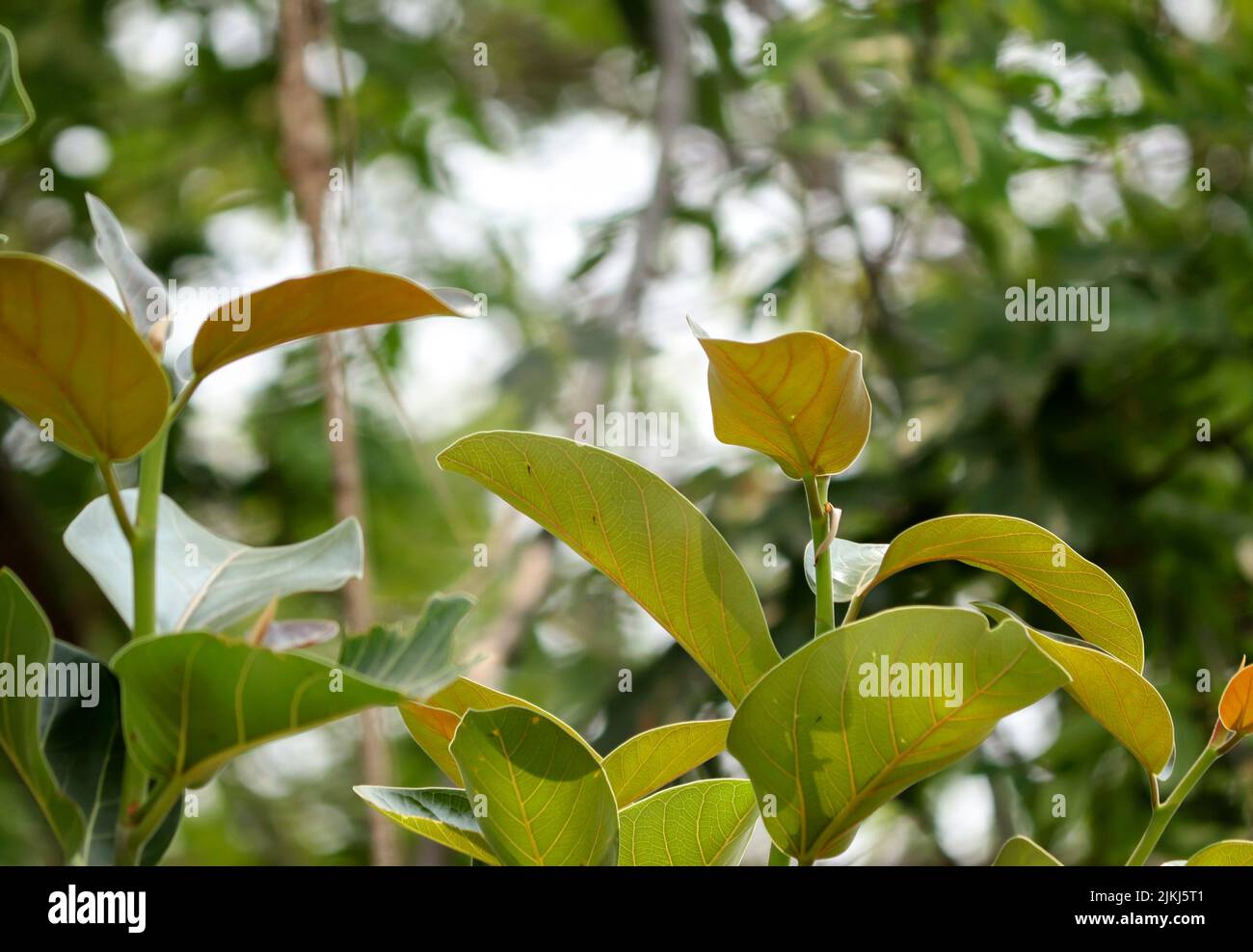 A closeup of banyan trees leaves on a blurred background Stock Photo