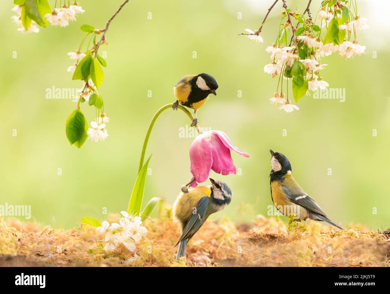 Great tit on a tulip with blue tits under it Stock Photo