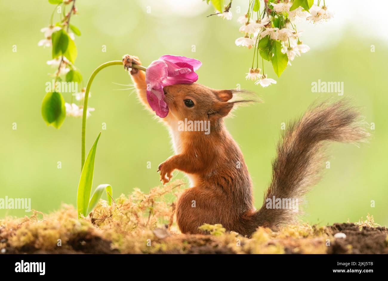 Red Squirrel with a tulip Stock Photo