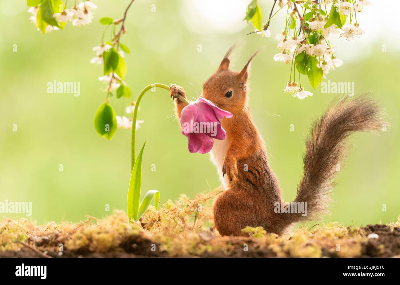 Red Squirrel with a tulip Stock Photo Alamy