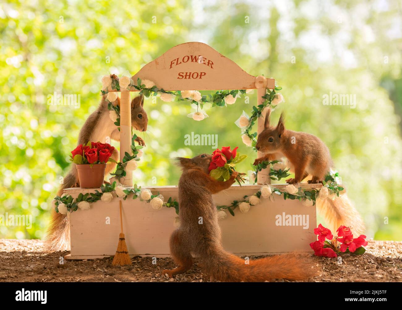 Red Squirrels in a rose flower shop Stock Photo