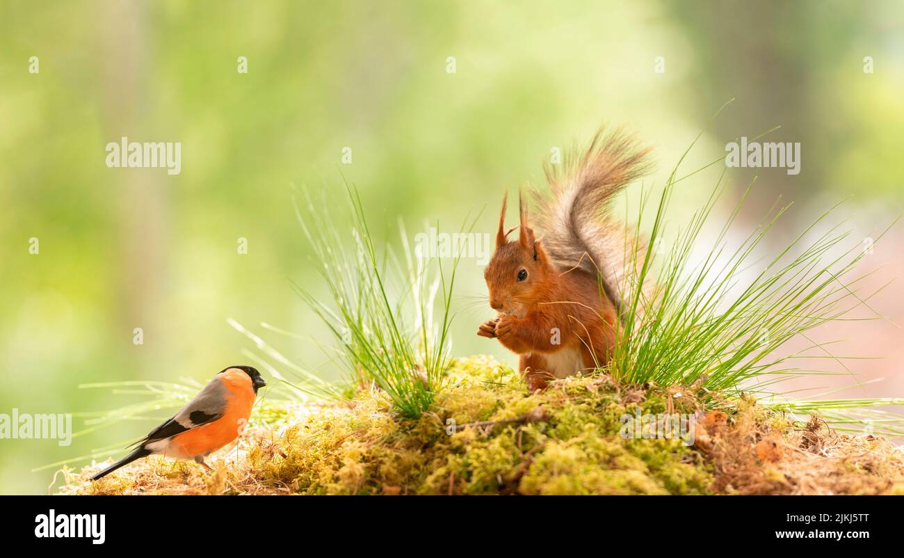 Red Squirrel on moss with grass and bullfinch Stock Photo