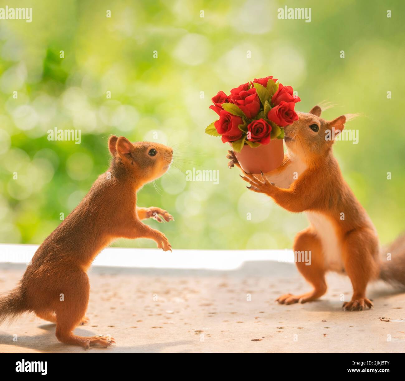 Red Squirrels with a rose bouquet Stock Photo