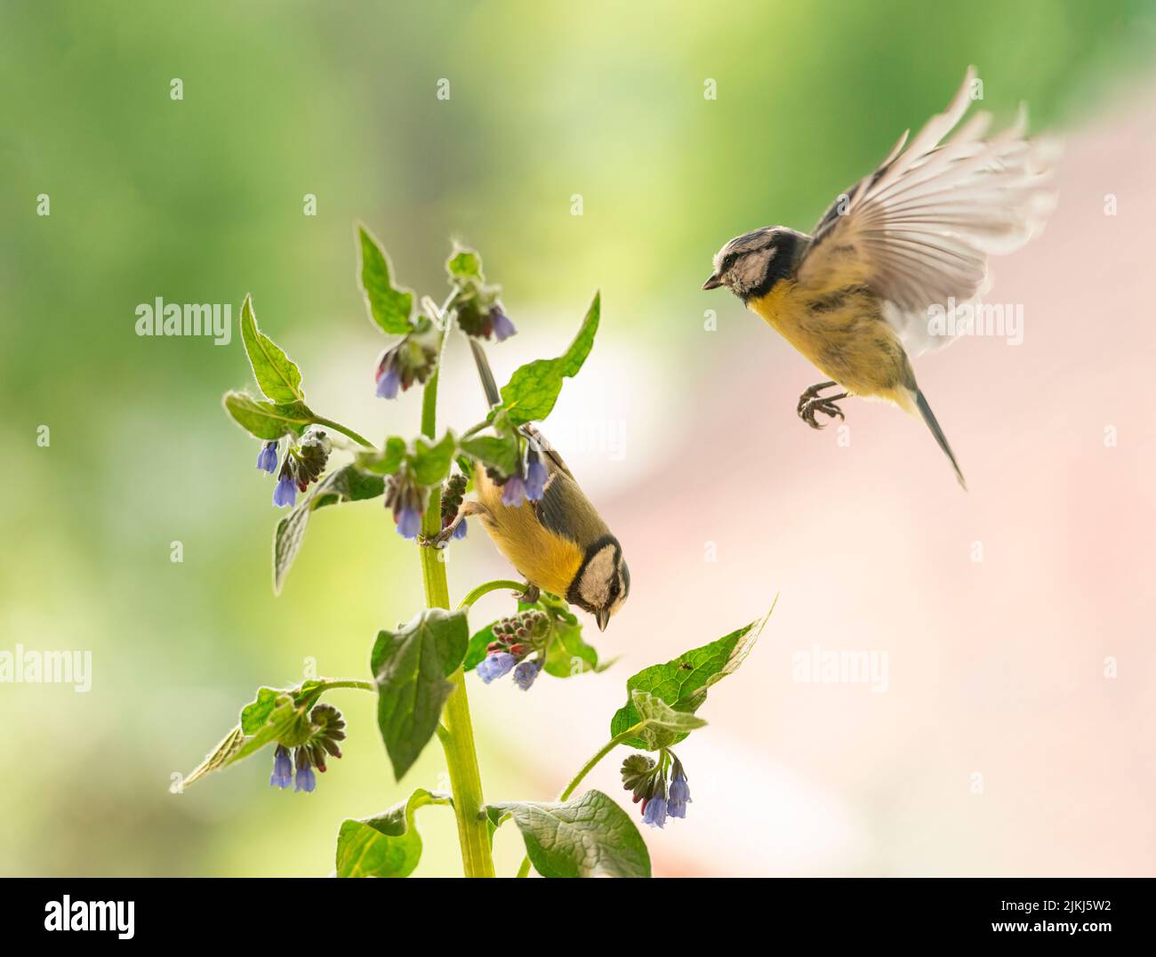 blue tit with comfrey flowers Stock Photo