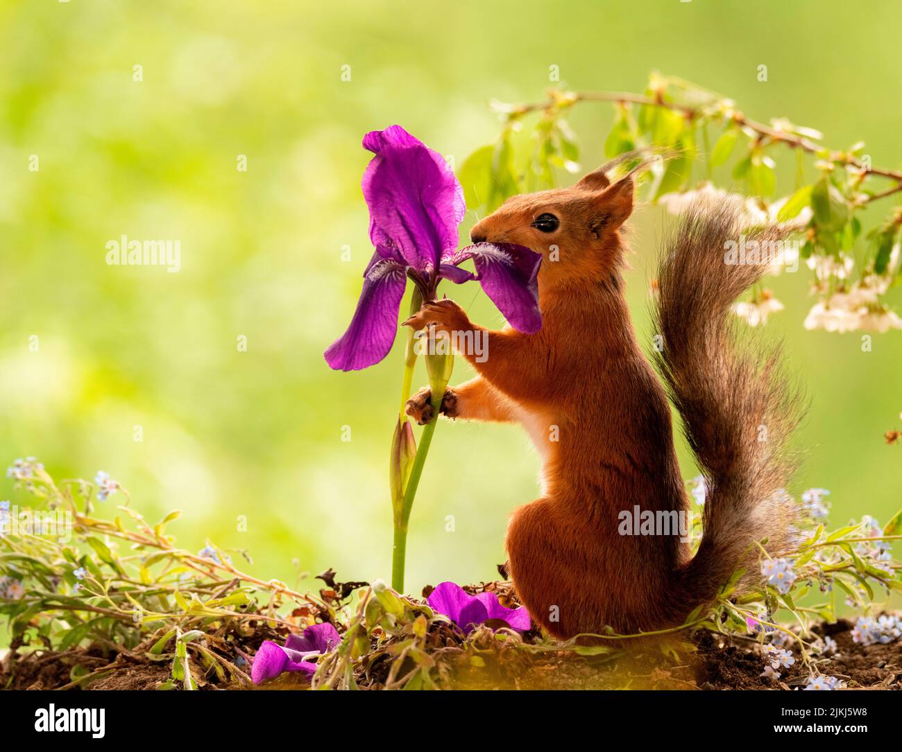 Red Squirrel holding purple Iris flower Stock Photo
