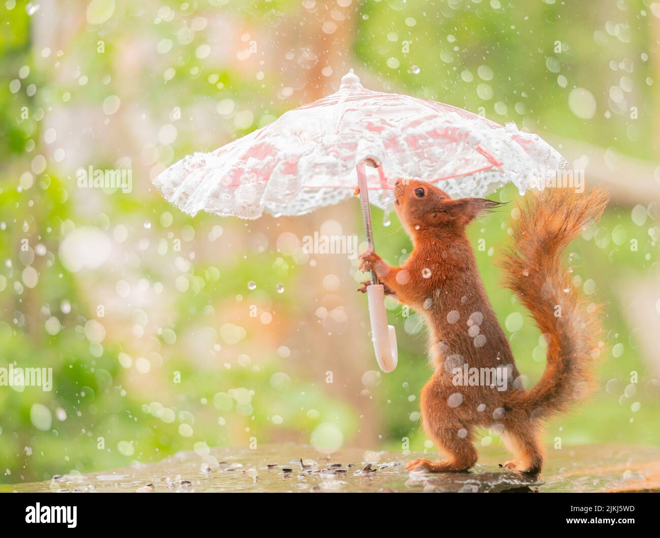Red Squirrel stand in rain with umbrella Stock Photo