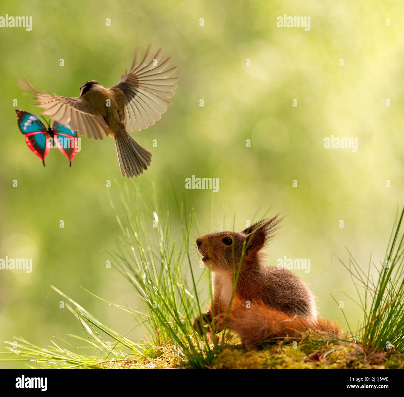 Red Squirrel with blue tit and butterfly Stock Photo