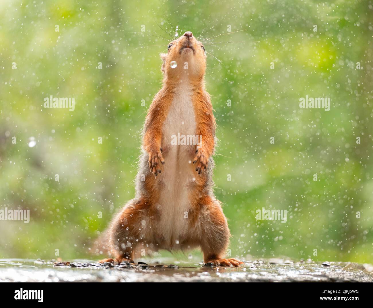 Red Squirrel stand in rain looking up Stock Photo