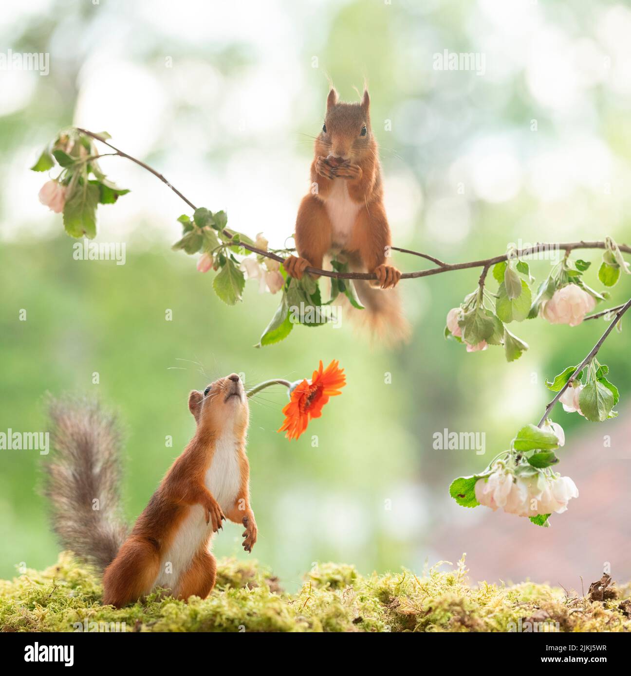 Red Squirrels with a daisy and apple branch Stock Photo