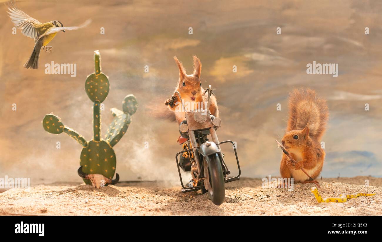Red Squirrels and great tit with an motor bike in the desert Stock Photo