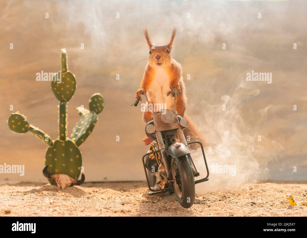 Red Squirrel standing on an motor bike Stock Photo