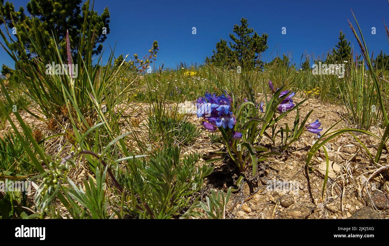 A beautiful Iris dwarf in a purple color in hot sunny day with a blue sky Stock Photo