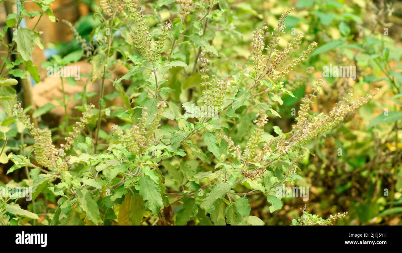 The green Holy Basil plants Stock Photo Alamy