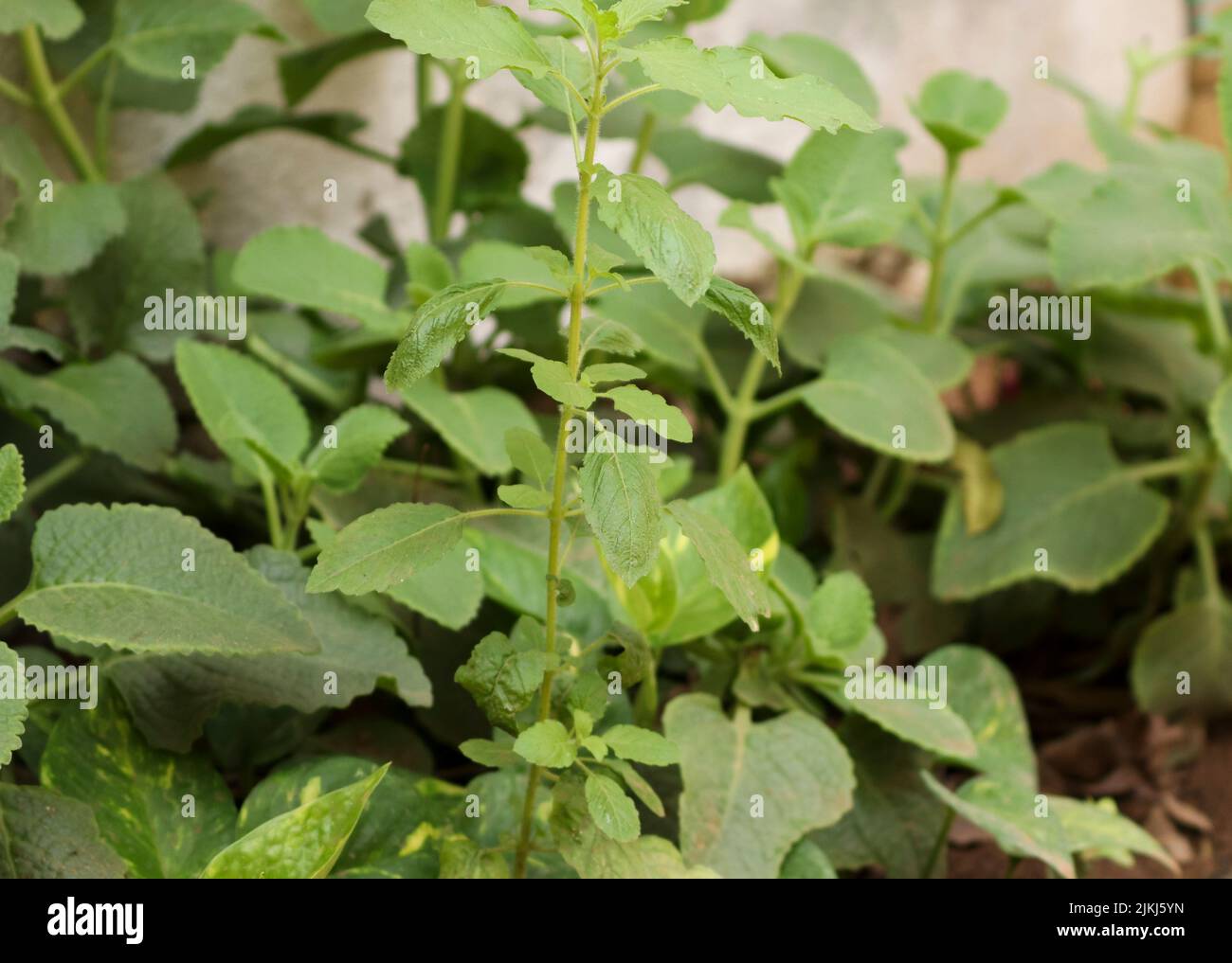 Karpooravalli plant hires stock photography and images Alamy