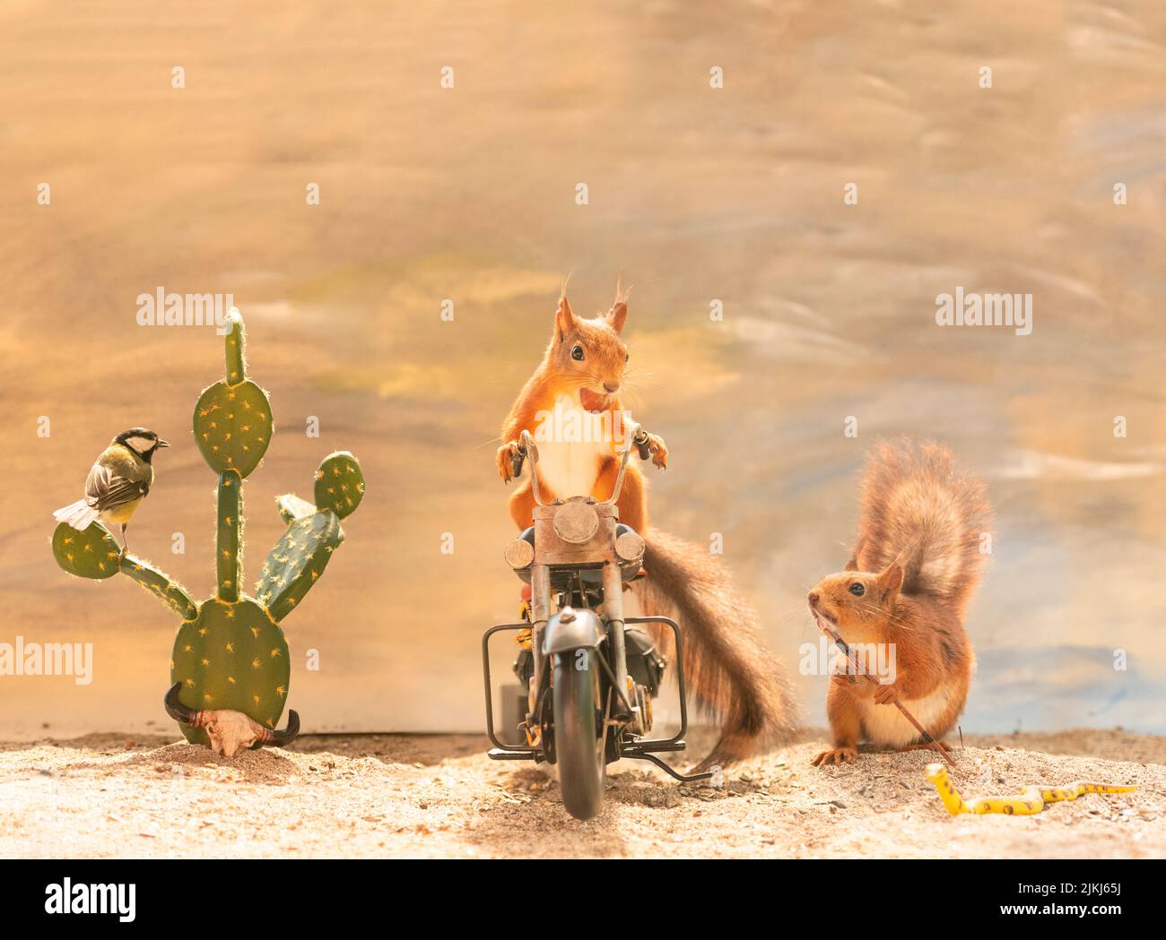 Red Squirrel standing on an motor bike Stock Photo