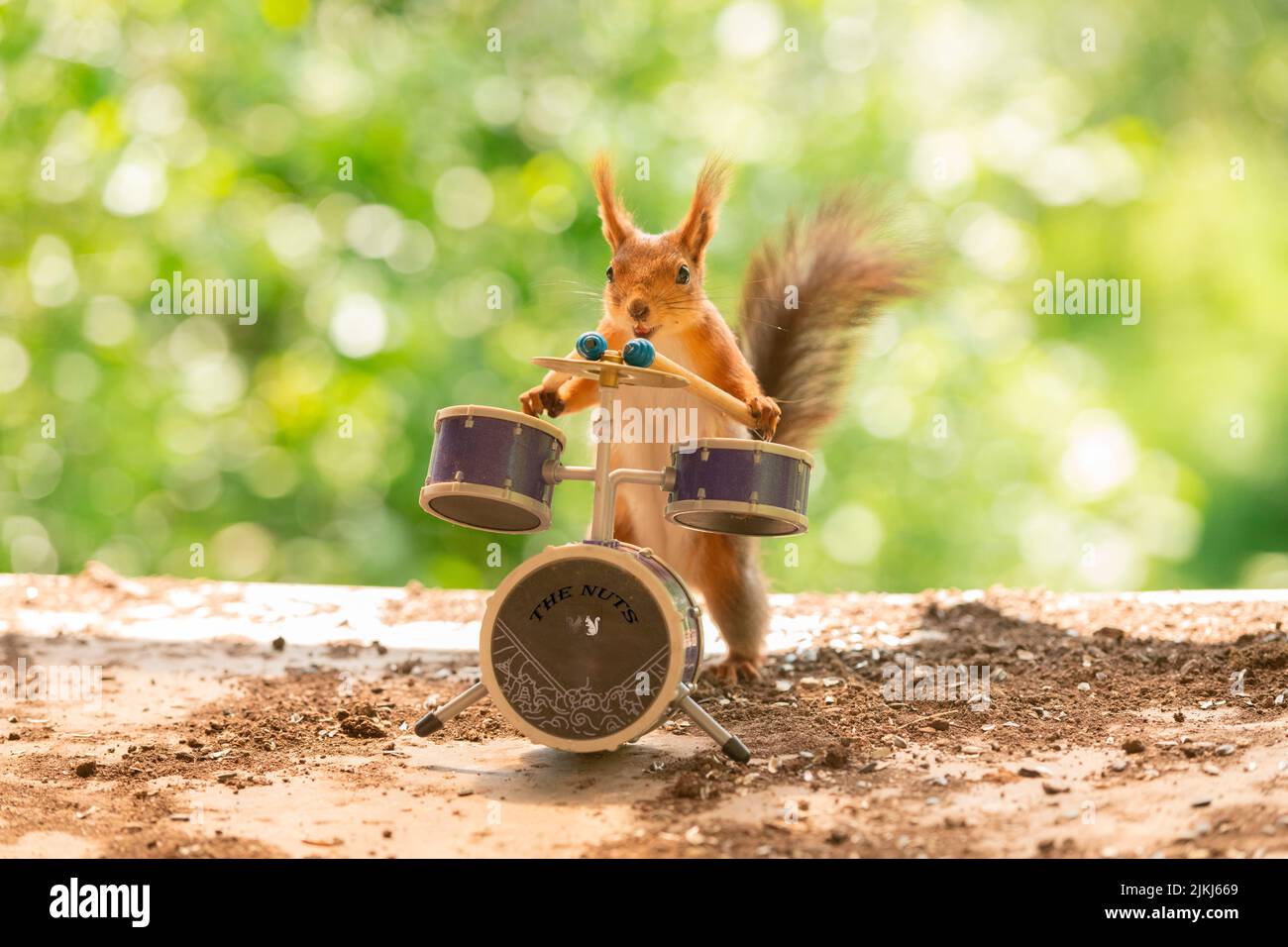 Red Squirrel is holding drum sticks with drums Stock Photo