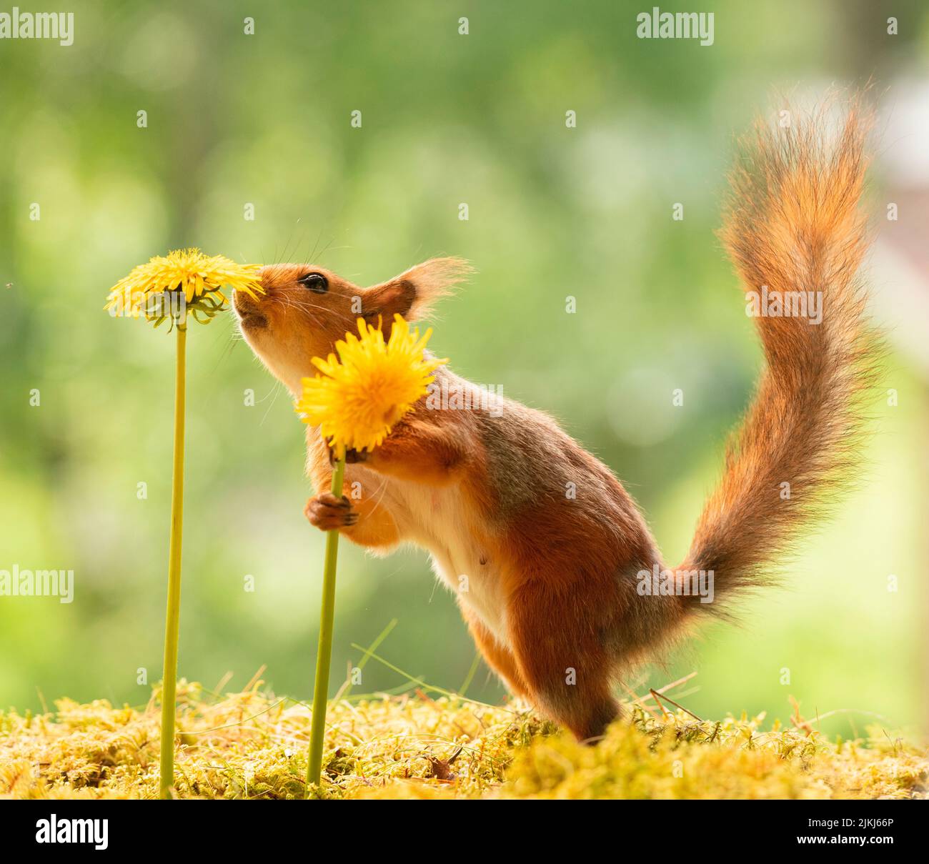 Red Squirrel smelling at dandelion flower Stock Photo