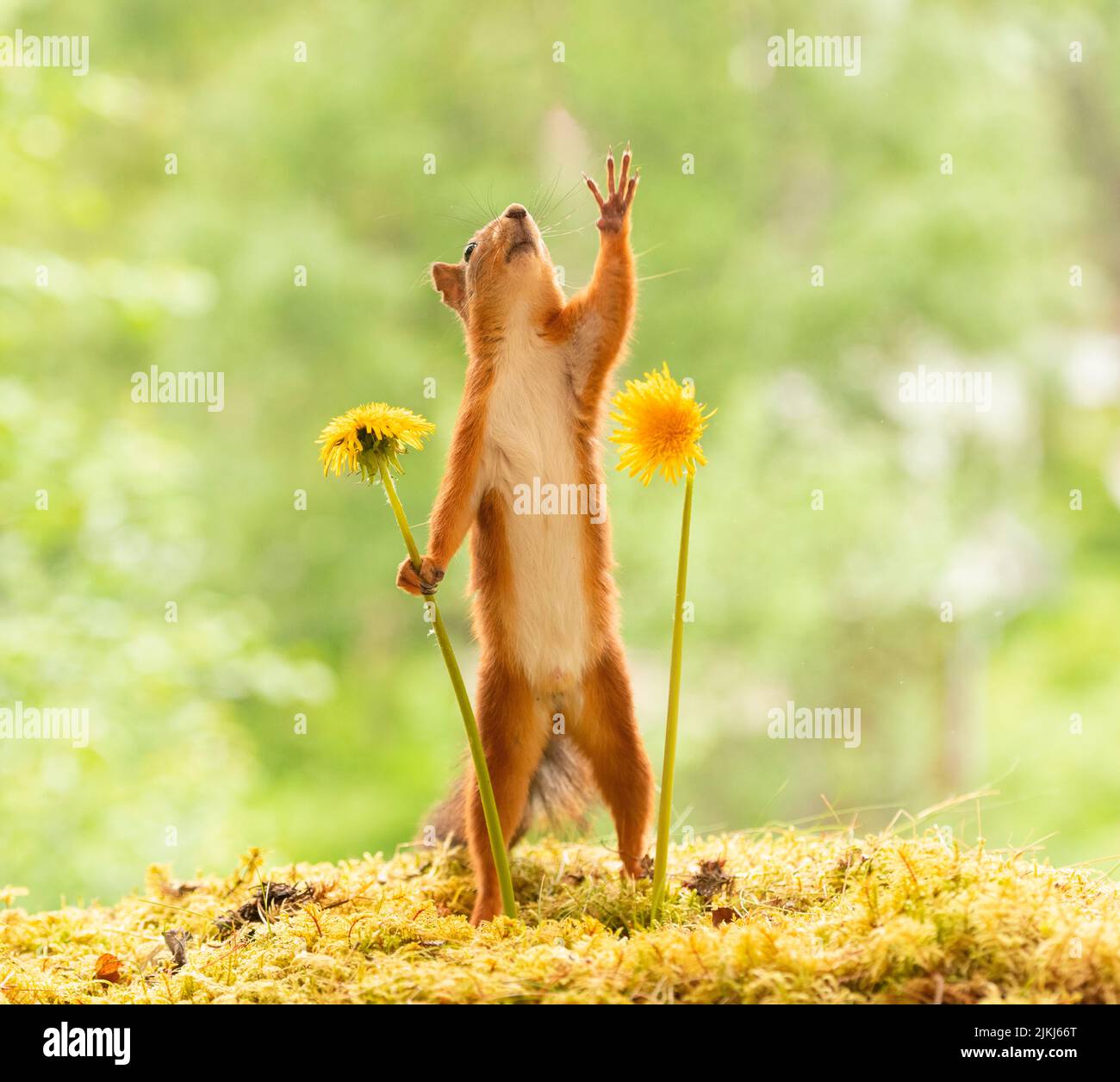 Red Squirrel with dandelion flowers, looking up, reaching Stock Photo