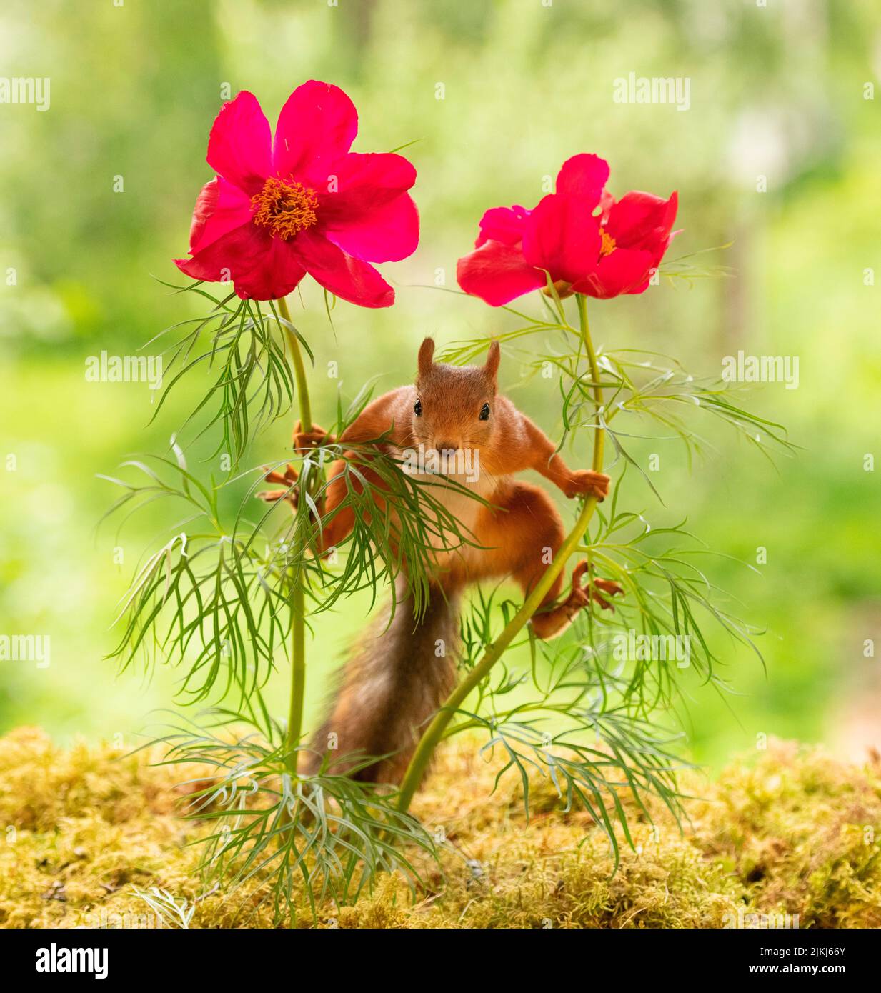Red Squirrel is standing between red garden cosmos flowers Stock Photo