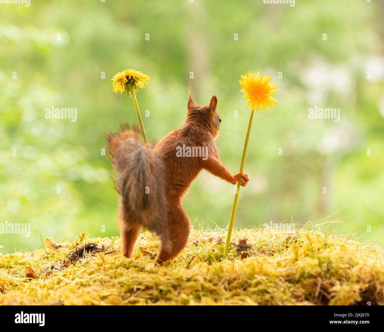 Red Squirrel with dandelion flowers, looking away, back view Stock Photo