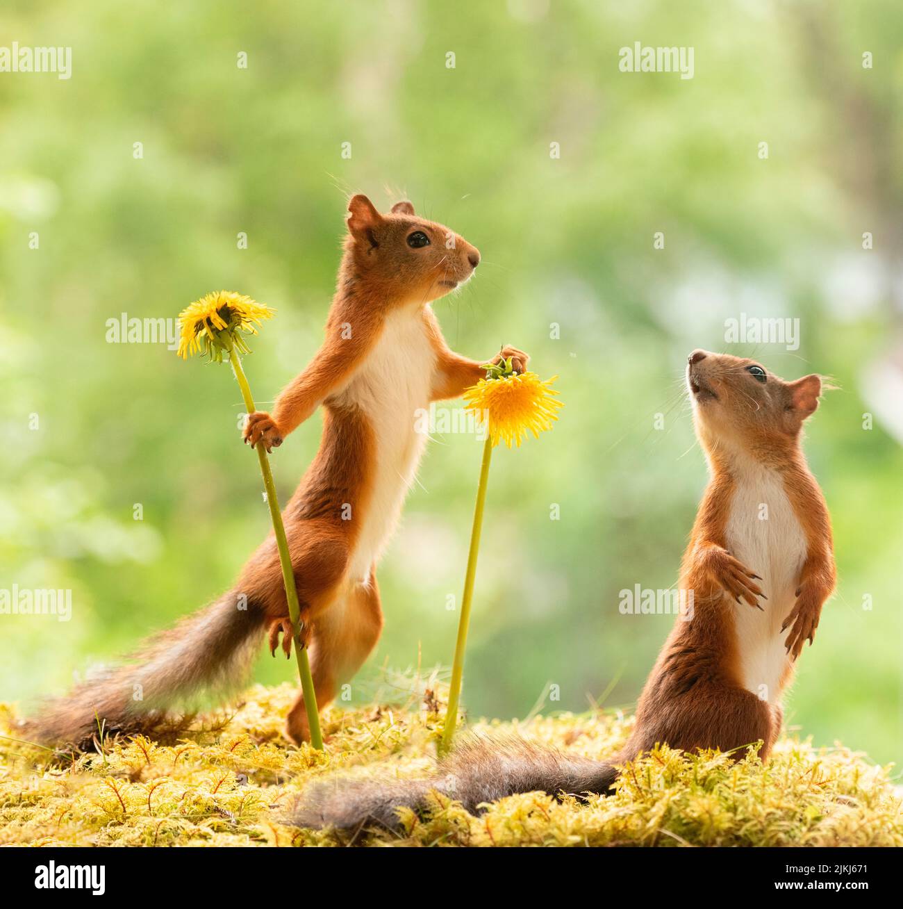 Red Squirrels with an dandelion flowers Stock Photo