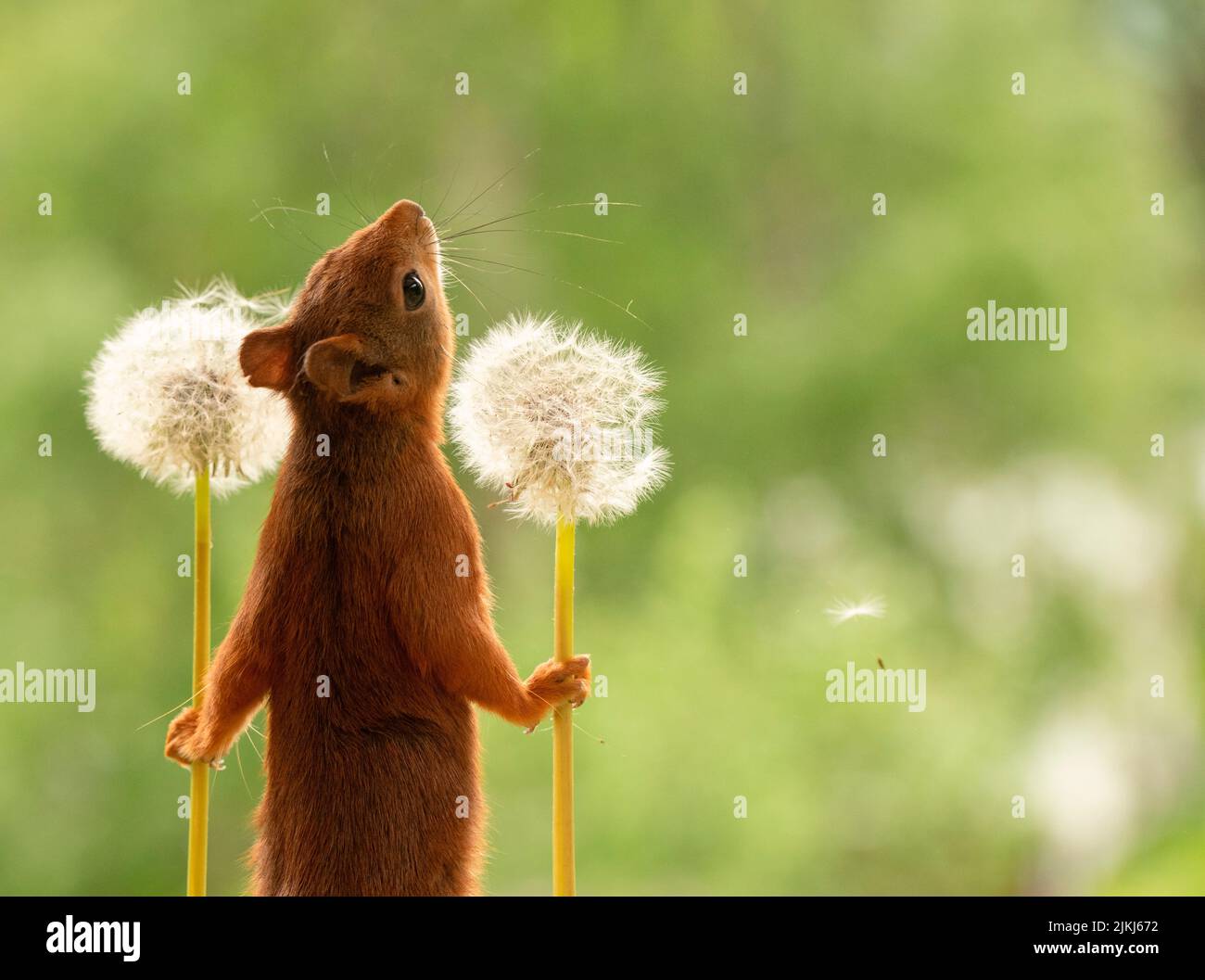 Red Squirrel with withered dandelion flowers Stock Photo