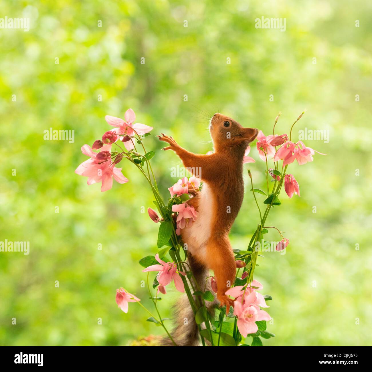Red Squirrel with Aquilegia flowers Stock Photo
