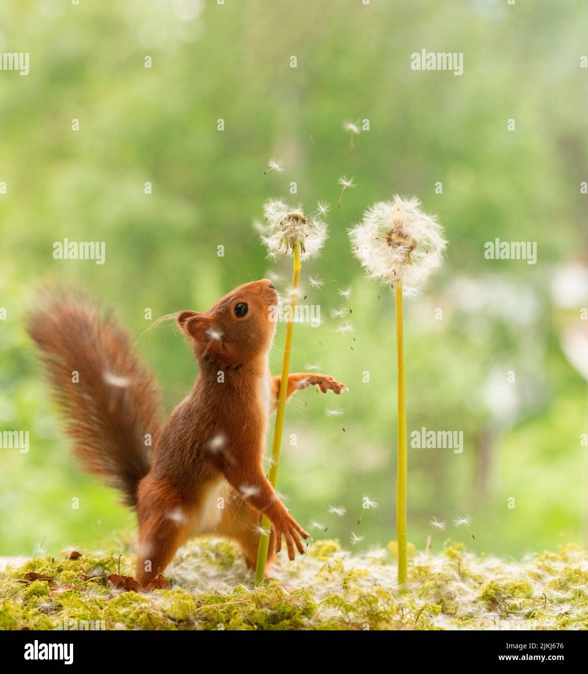 Red Squirrel with withered dandelion flowers Stock Photo