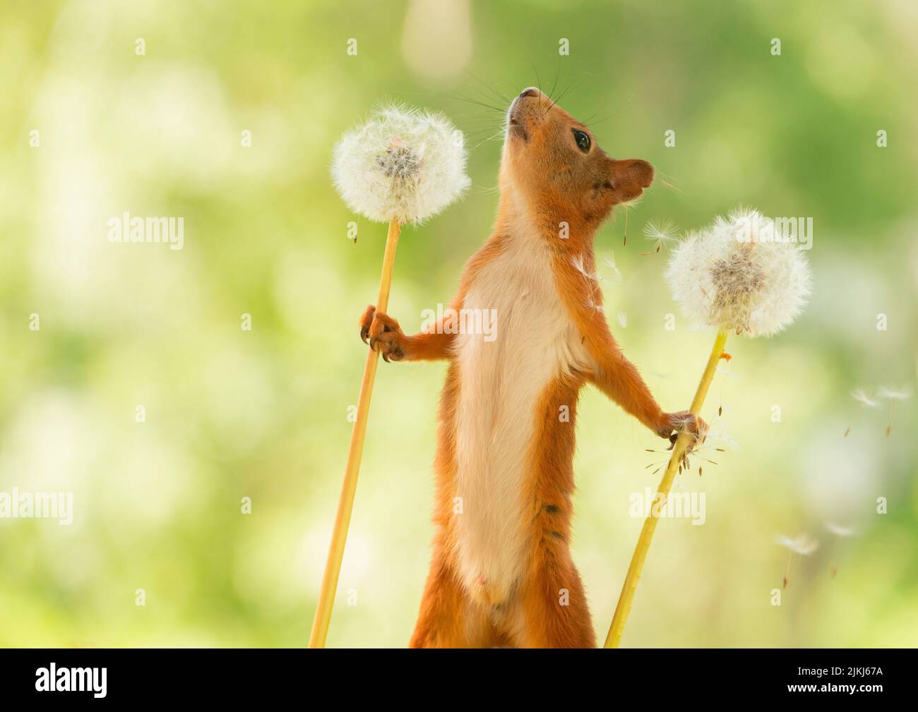 Red Squirrel with withered dandelion flowers Stock Photo