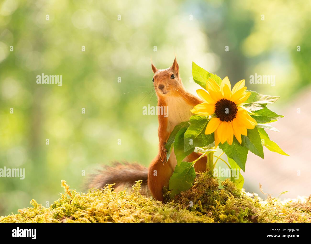 Red Squirrel with a sunflower Stock Photo