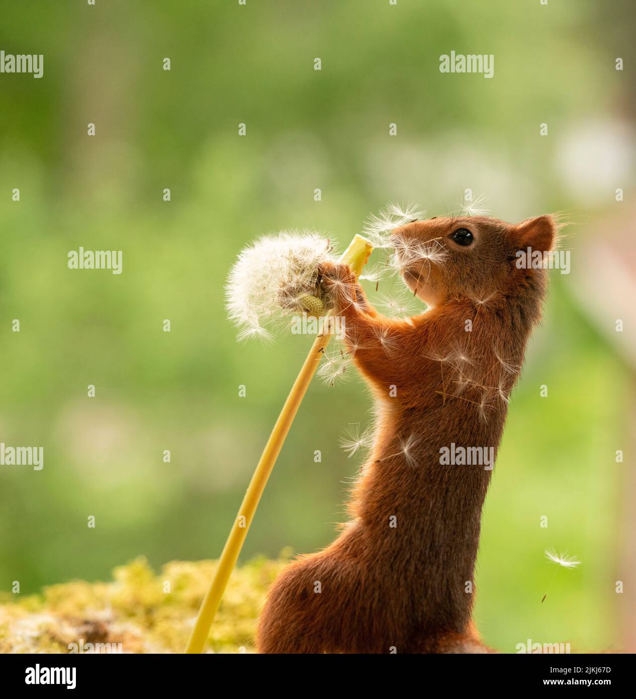 Red Squirrel with withered dandelion flowers Stock Photo