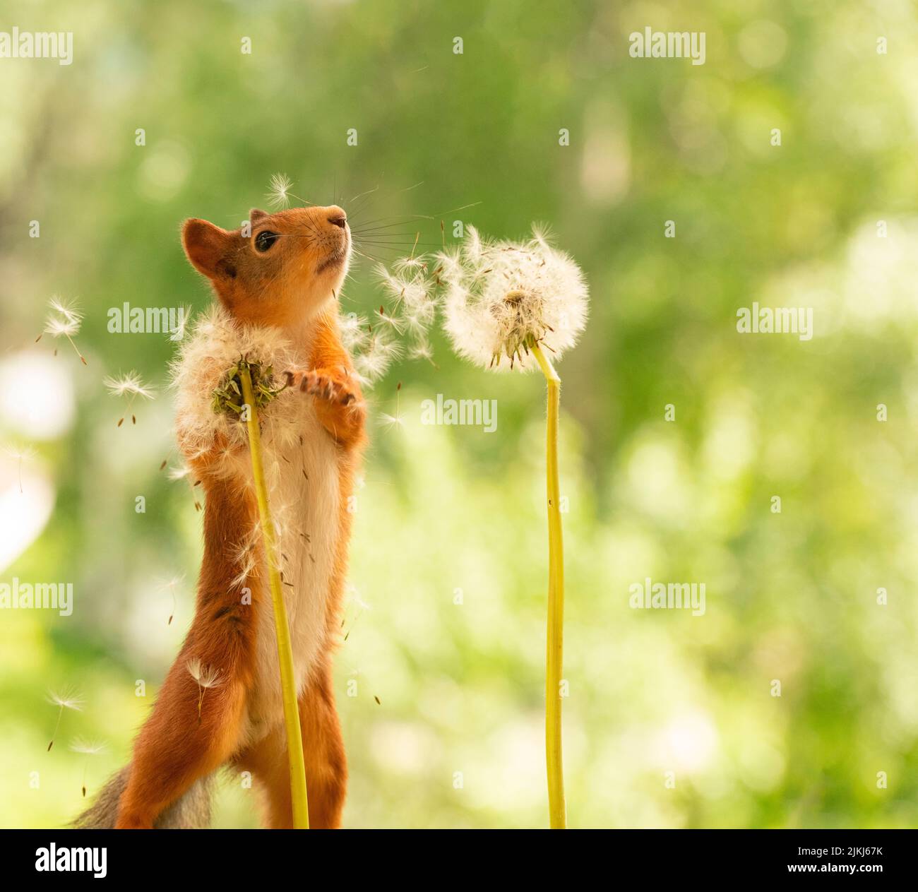 Red Squirrel with withered dandelion flowers Stock Photo