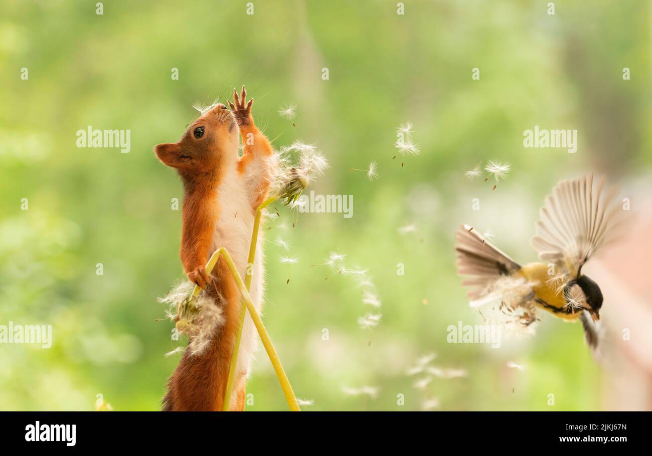Red Squirrel with an withered dandelion flower and great tit Stock Photo