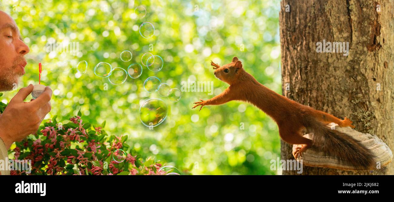 Red Squirrel on a swamp reaching at bubbles Stock Photo