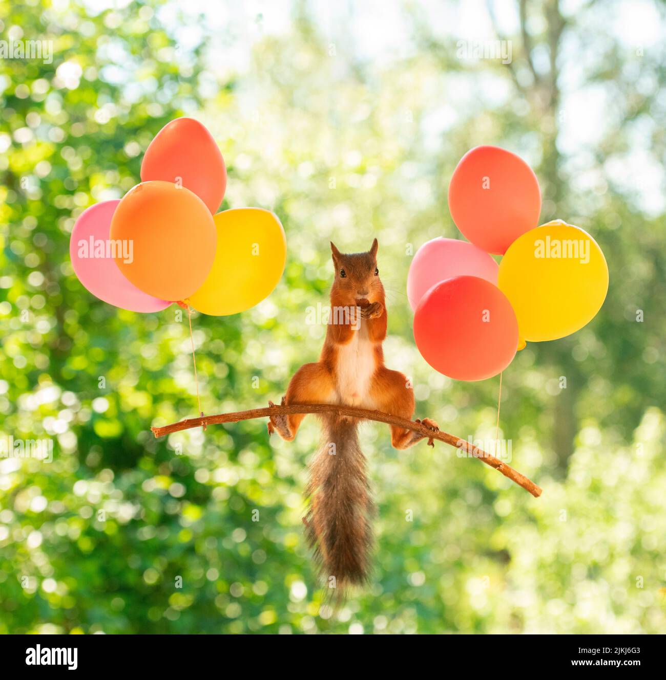 Red Squirrel in the air with balloons Stock Photo