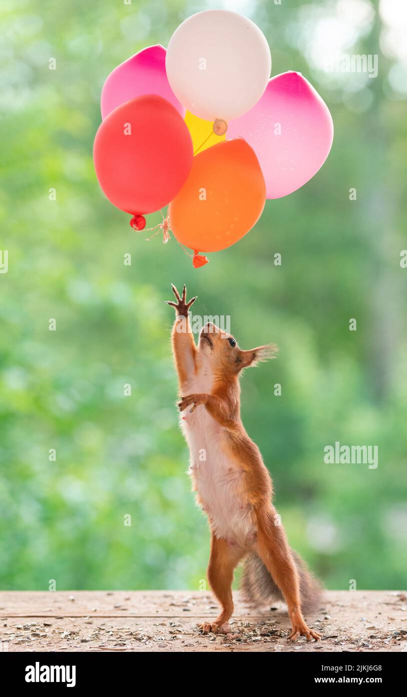 Red Squirrel reaching for balloons Stock Photo