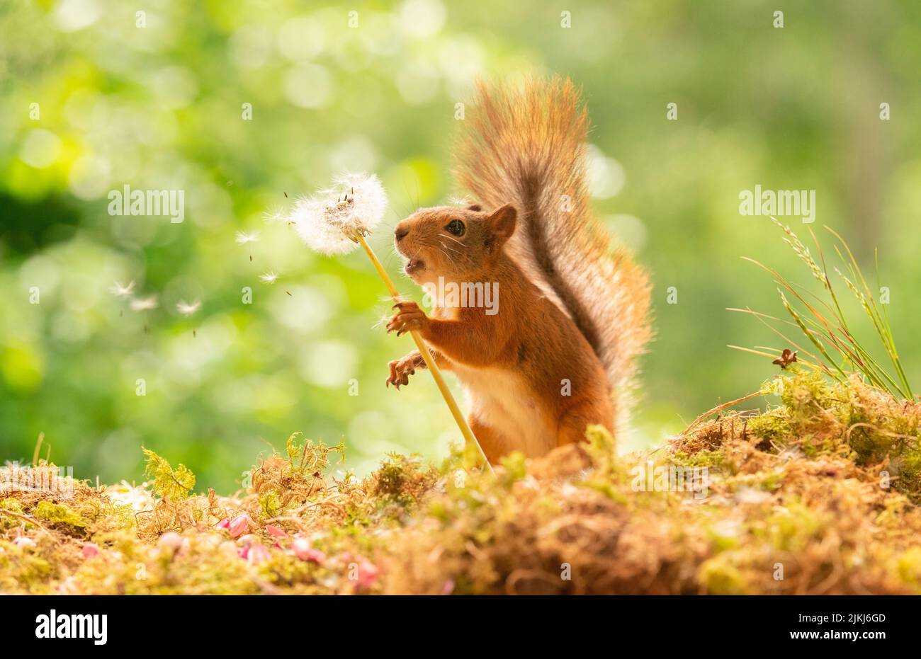 Red Squirrel with withered dandelion flowers Stock Photo