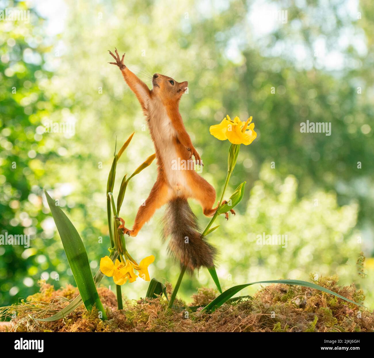 Red Squirrel standing between iris flowers Stock Photo