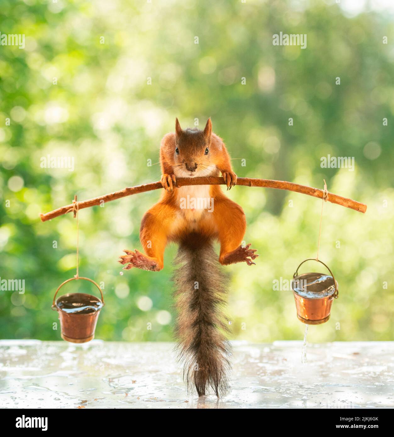 Red Squirrel jumping with buckets with water Stock Photo