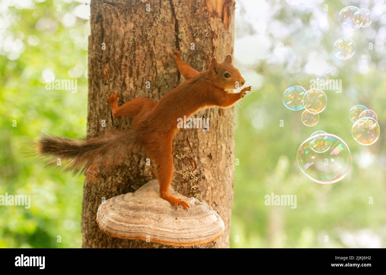 Red Squirrel on a polypore reaching at bubbles Stock Photo
