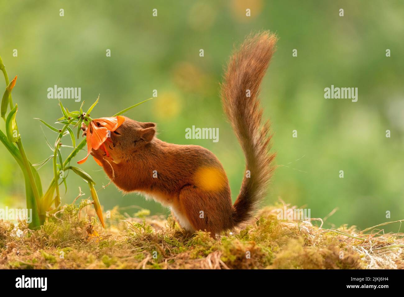 Red Squirrel with lily flower Stock Photo